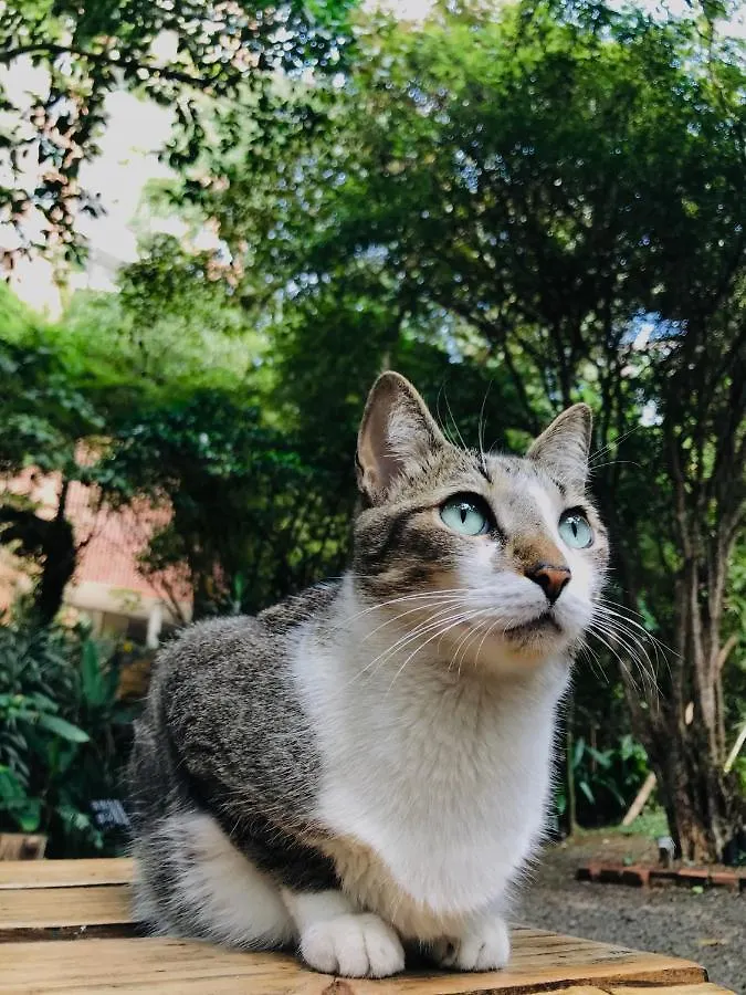 Bambu Glamping Ecolodge Medellin